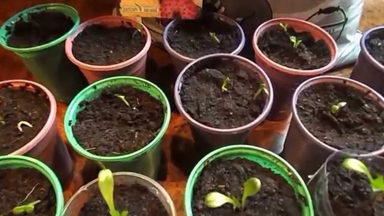 Как и когда сажать семена георгинов на рассаду в домашних условиях