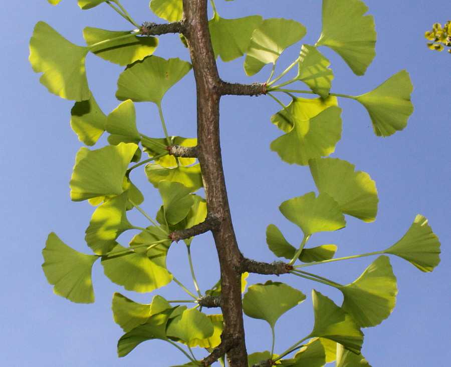 Дерево гинкго билоба: виды, фото и описание, выращивание в саду