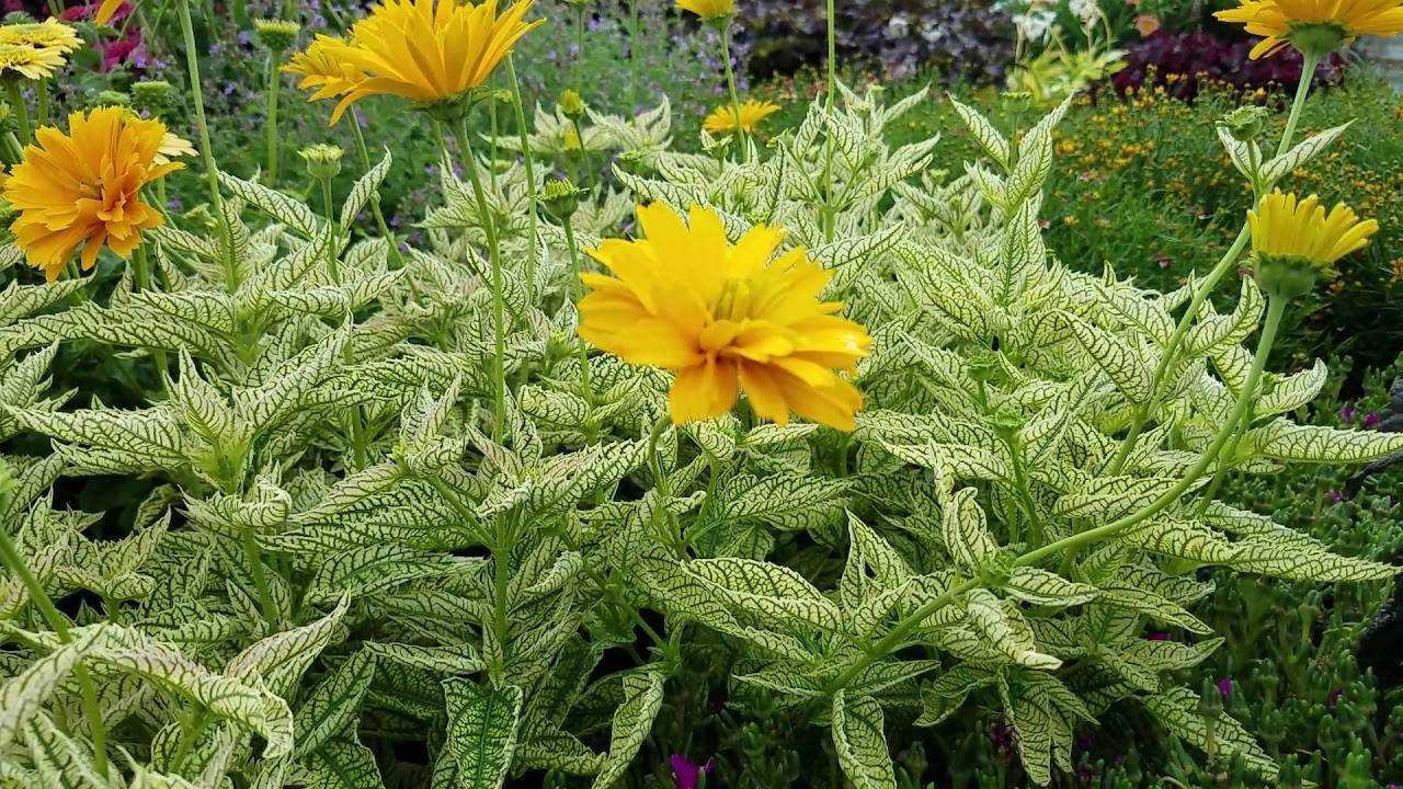 Цветок гелиотроп: посадка и уход, фото, выращивание в открытом грунте на даче