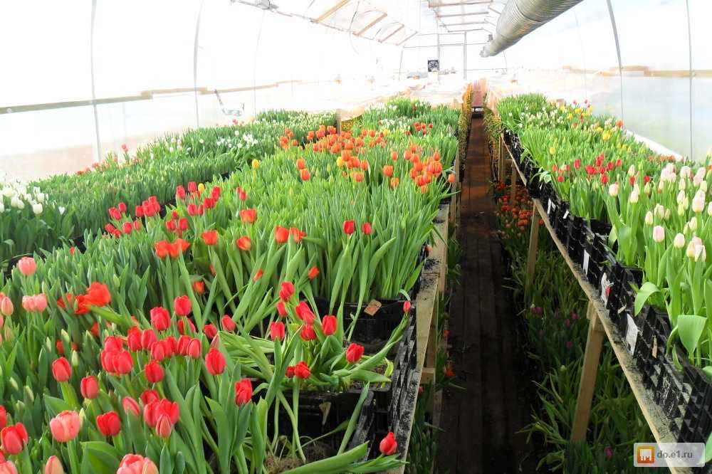 Как выращивать тюльпаны в теплице: посадка и уход » eтеплица