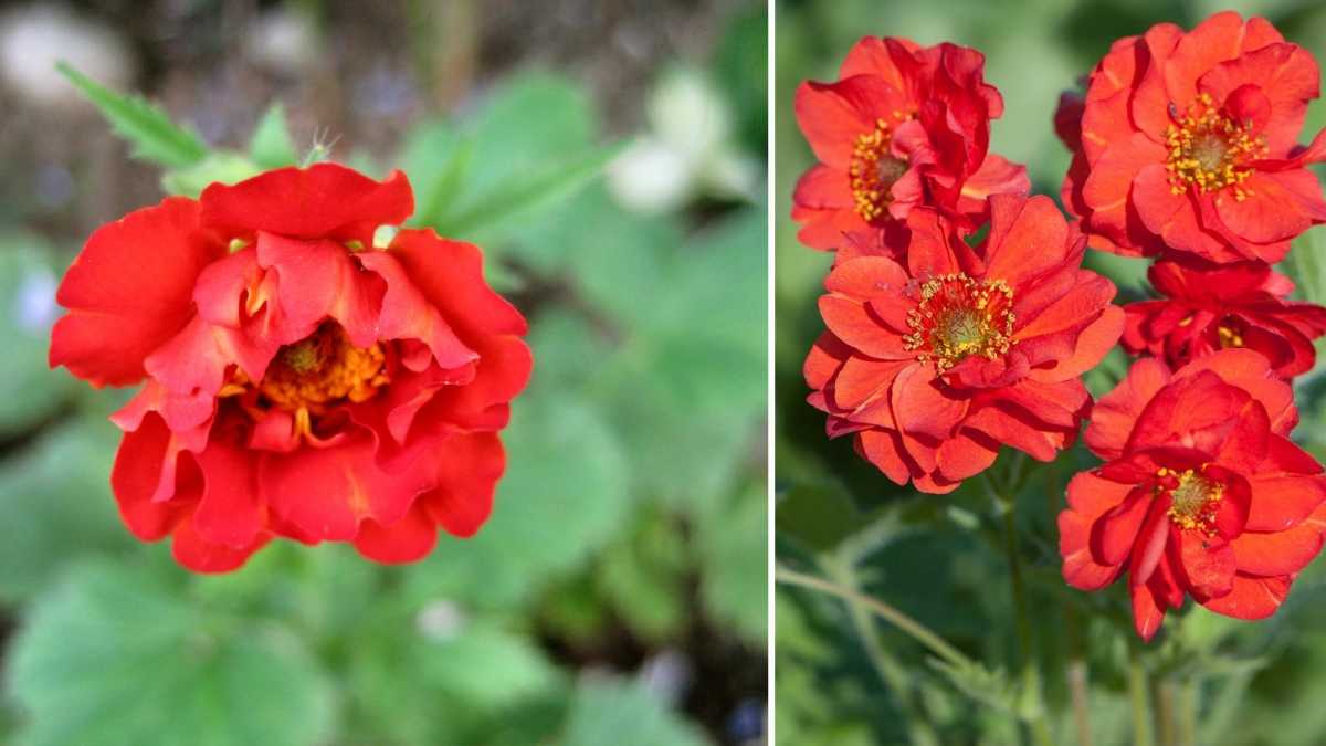 Цветок «гравилат»: описание, виды, выращивание из семян, посадка и уход