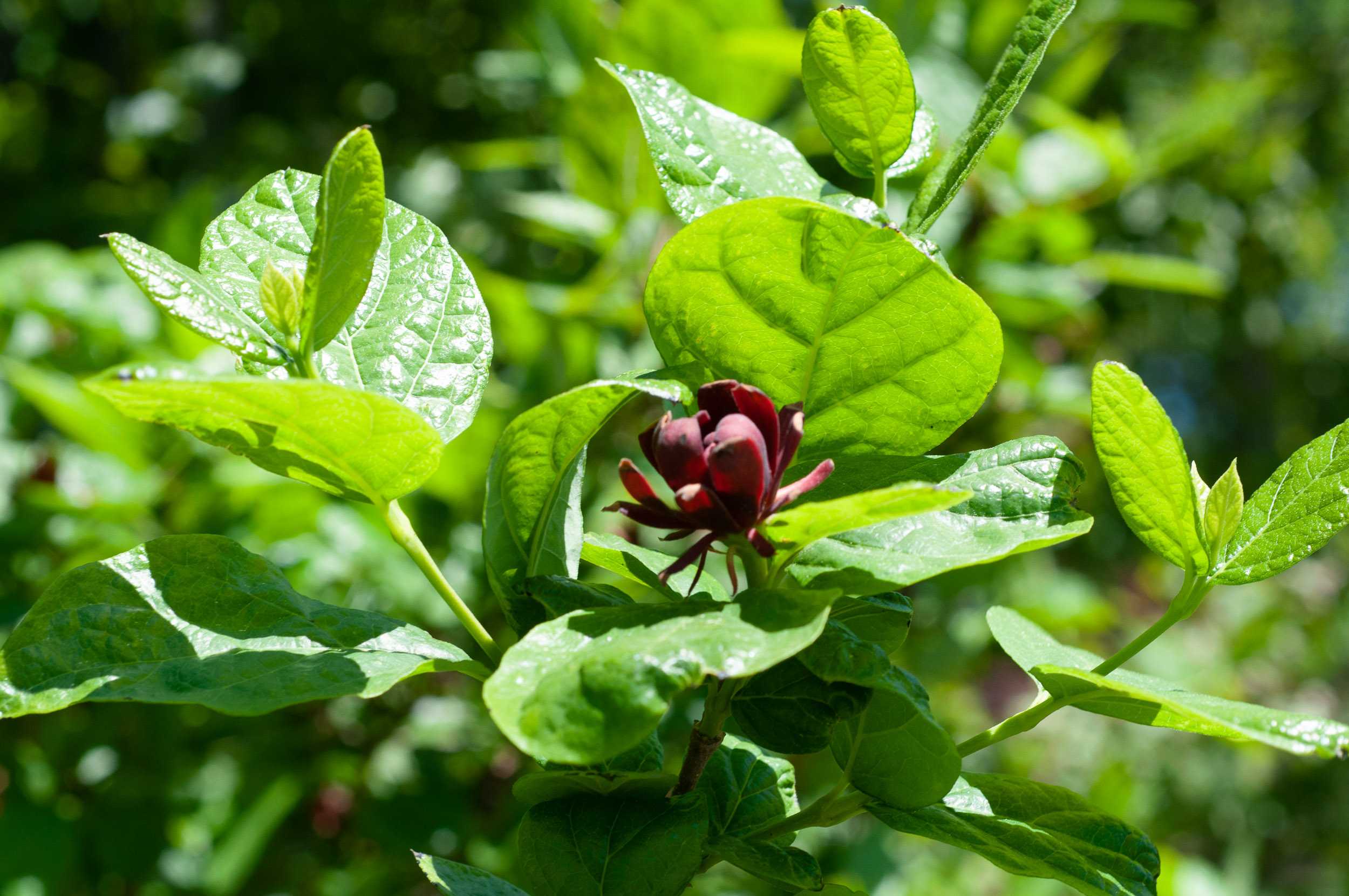 Цветок ясколка (биберштейна, войлочная) – посадка и уход, фото