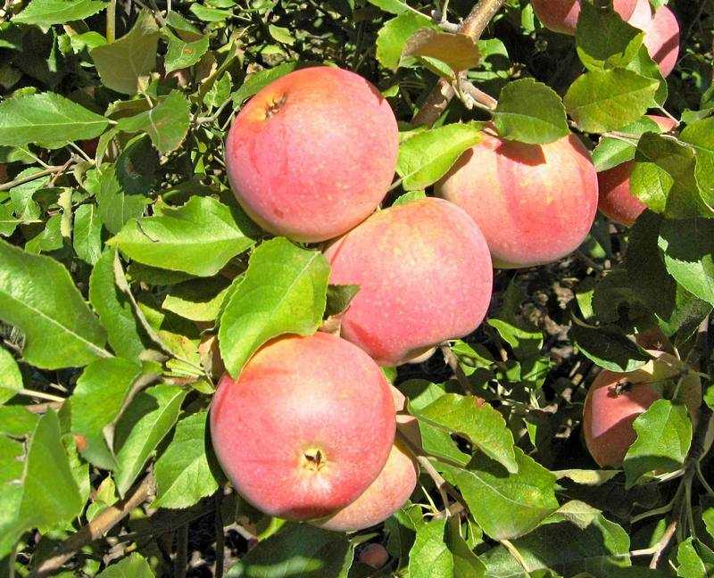 Сорт яблони флорина: описание и особенности выращивания