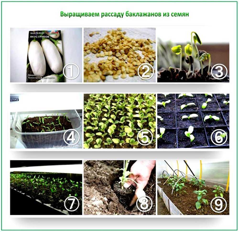 Как вырастить арбузы на урале и в сибири: выращивание рассады, посадка и уход в открытом грунте