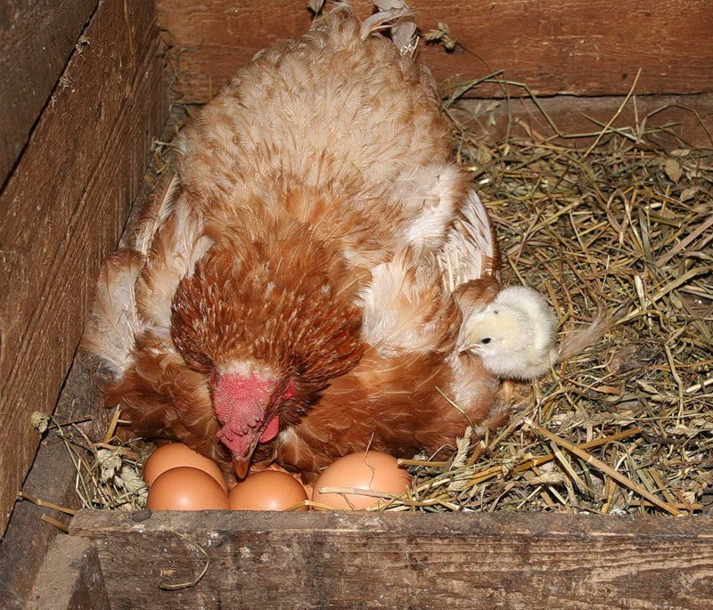 Что нужно делать, чтобы курица села высиживать яйца и в каком возрасте её можно посадить