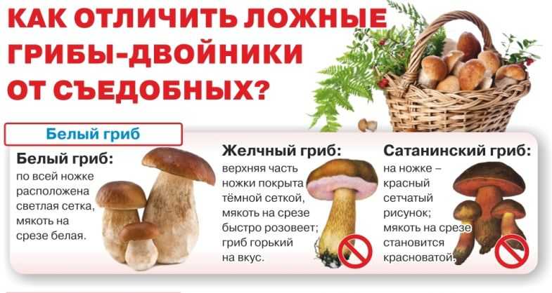 Огромную пользу организму человека приносит белый гриб Важно знать, когда и где собирать грибы и как отличить настоящий белый гриб от его двойника
