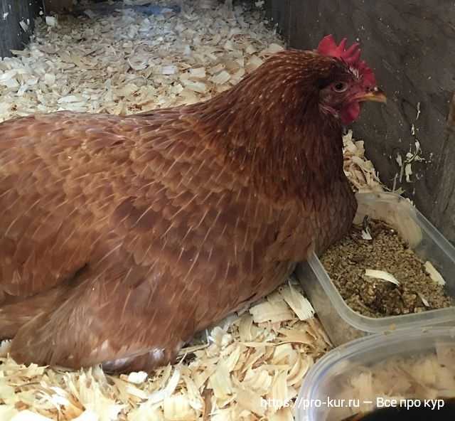 Бройлеры падают на ноги: что делать и чем лечить цыплят