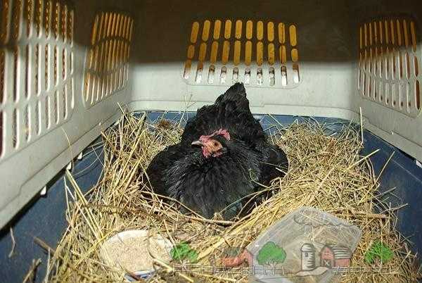 Курица садится на яйца, как отучить ее высиживать и зачем это надо