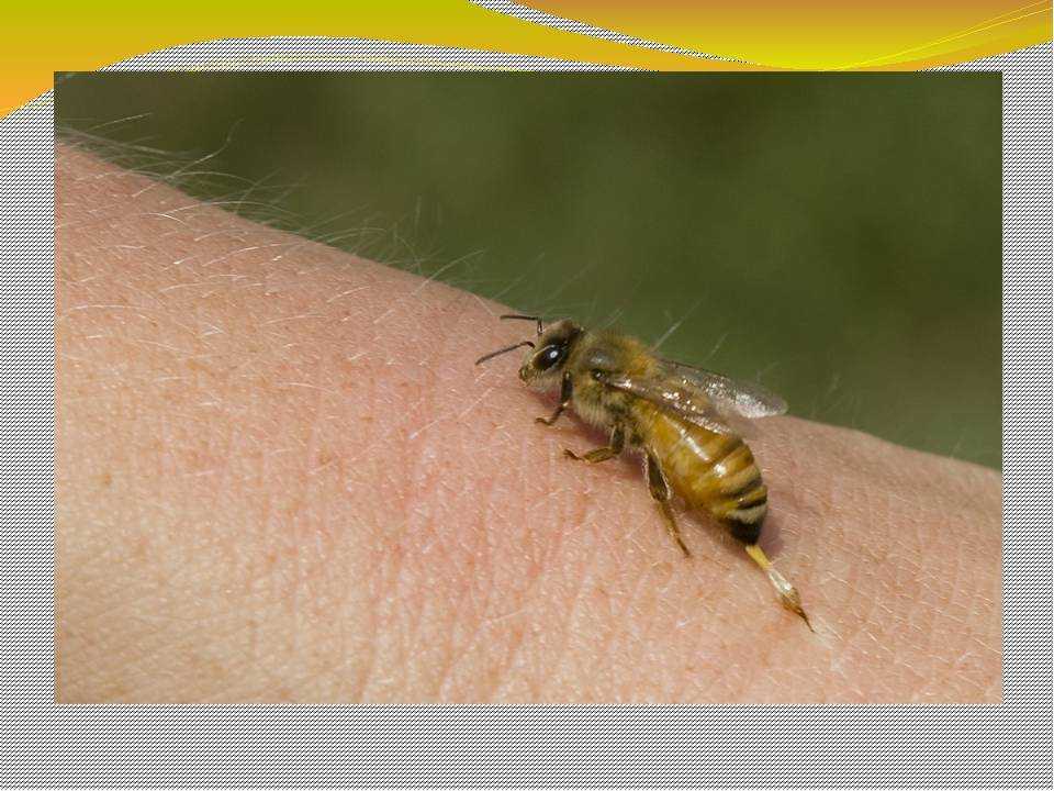 «все рабочие пчёлы погибли ещё в июне»: из-за производства рапса для европы в россии начались проблемы с мёдом — рт на русском