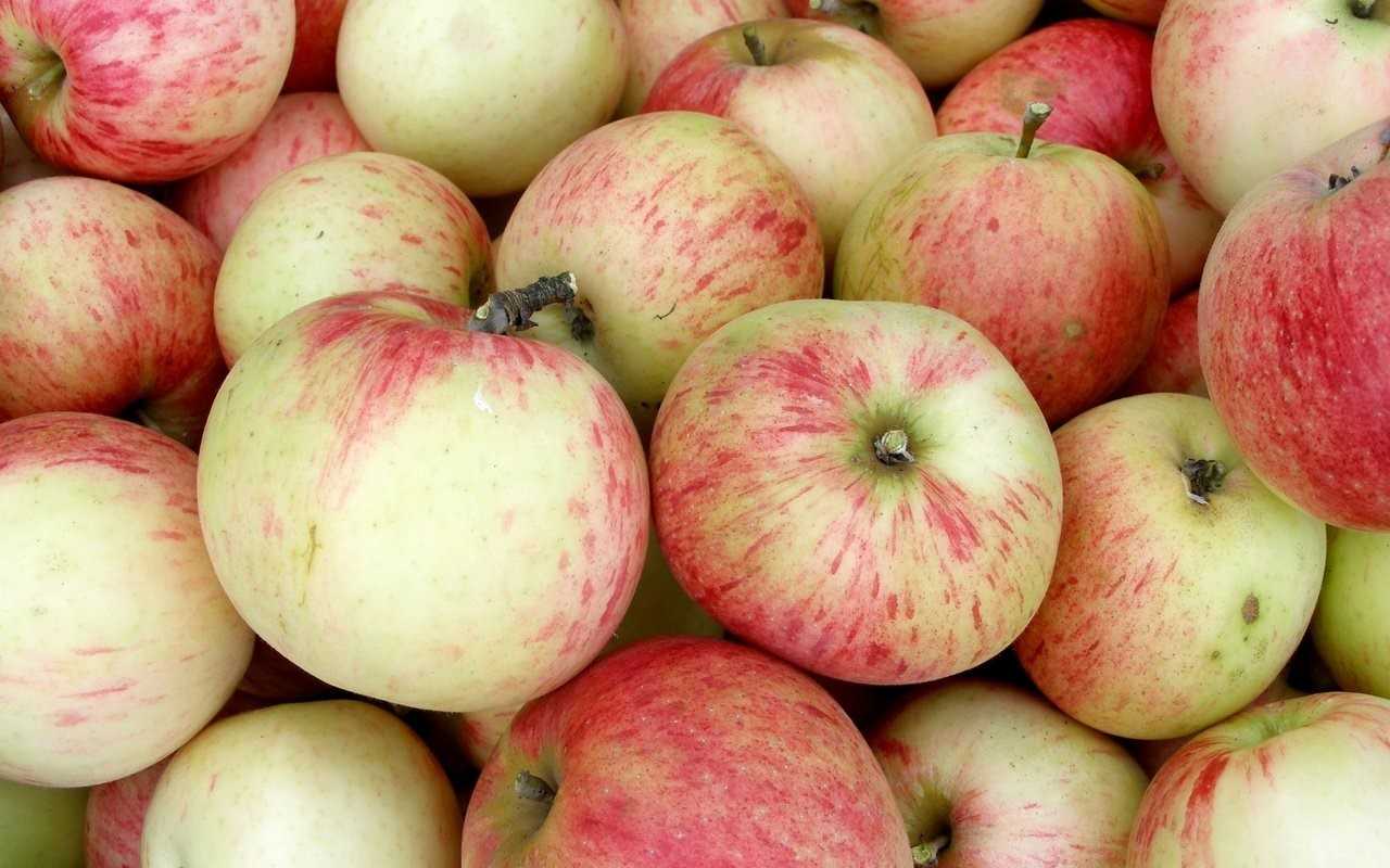Выбираем лучшие сорта яблонь для подмосковья: ранние, летние и зимние