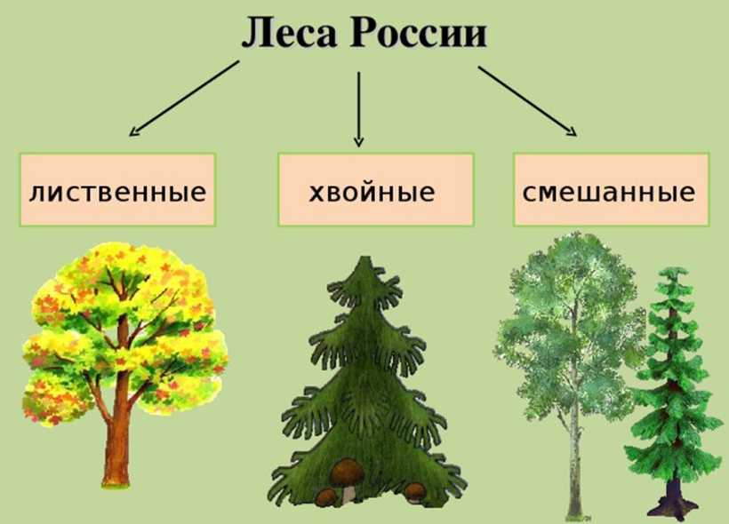 Урок 3: лес и его обитатели - 100urokov.ru