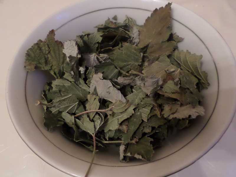 Когда собирать листья малины для лечения и для чая, заготовка малиновых листьев: сбор, сушка, хранение в домашних условиях