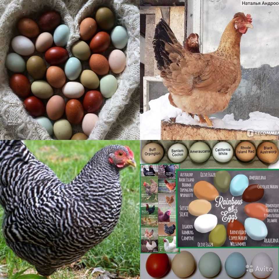 Какие 6 пород кур смогут порадовать владельцев яйцами разных цветов