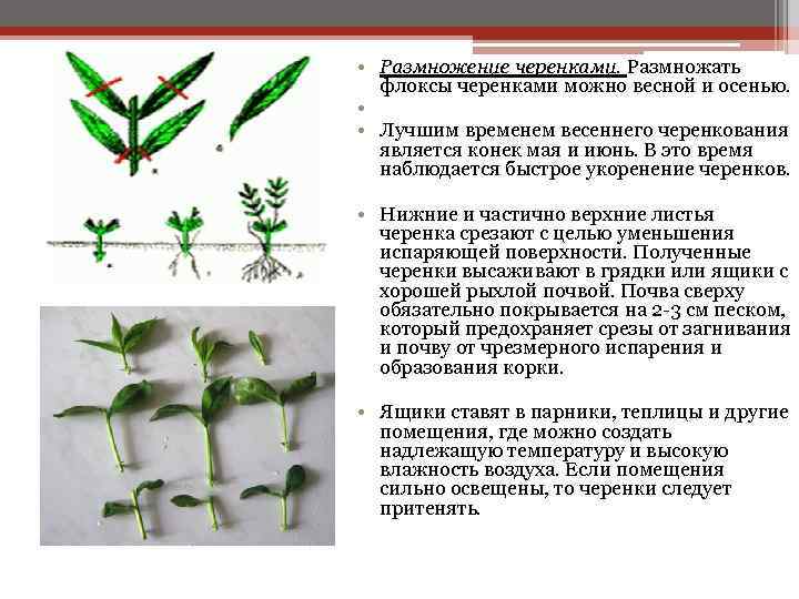 Правила черенкования хризантем в домашних условиях, способы размножения