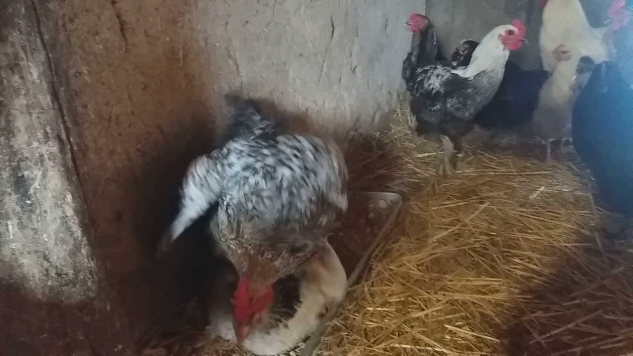 Почему куры клюют яйца: причины, что делать — selok.info