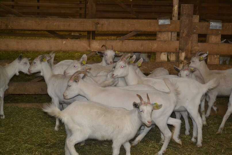 Разведение коз в домашних условиях для начинающих от а до я