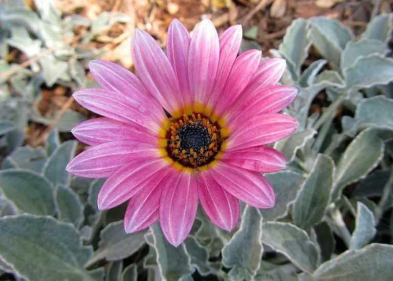 ᐉ цветок арктотис: посадка и уход в открытом грунте, фото, выращивание из семян