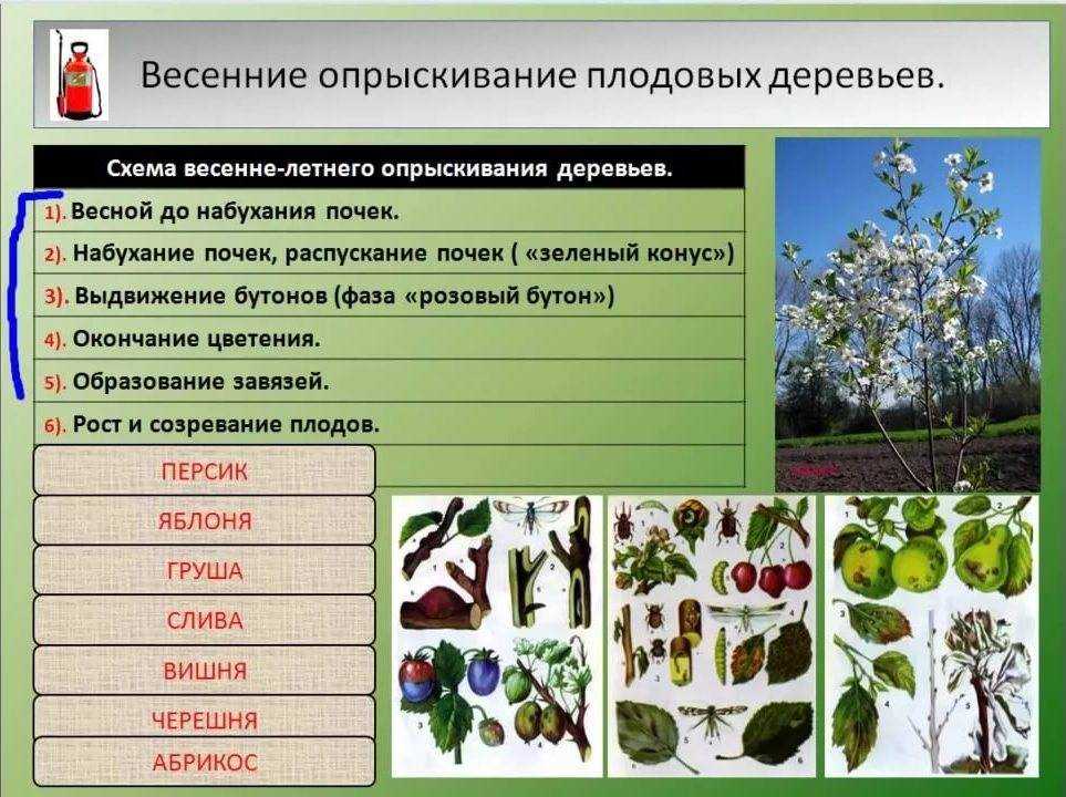 Профилактика и лечение болезней плодовых деревьев