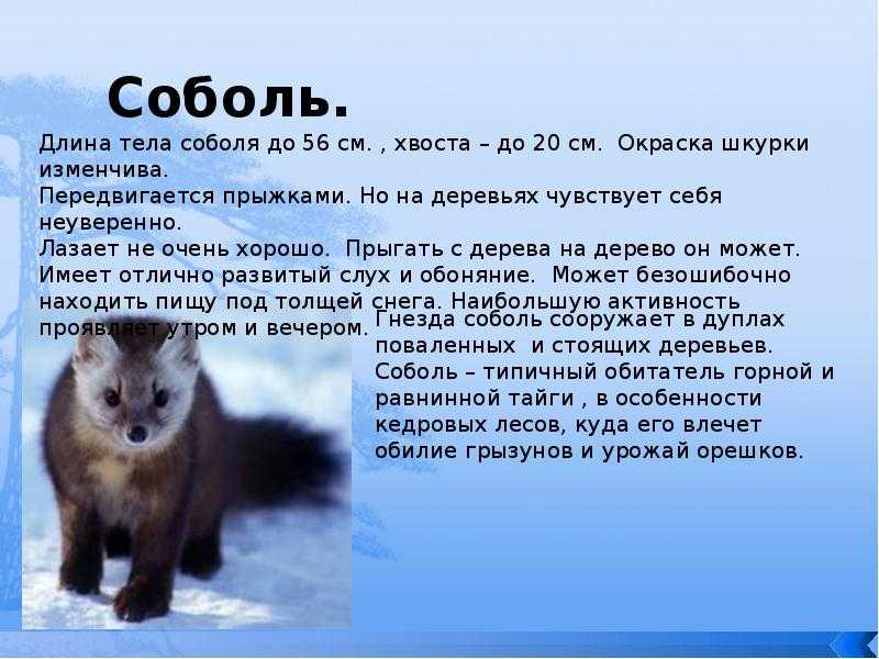 ᐉ характеристика жизни соболя, как выглядит и чем питается зверек, его фото - zoovet24.ru