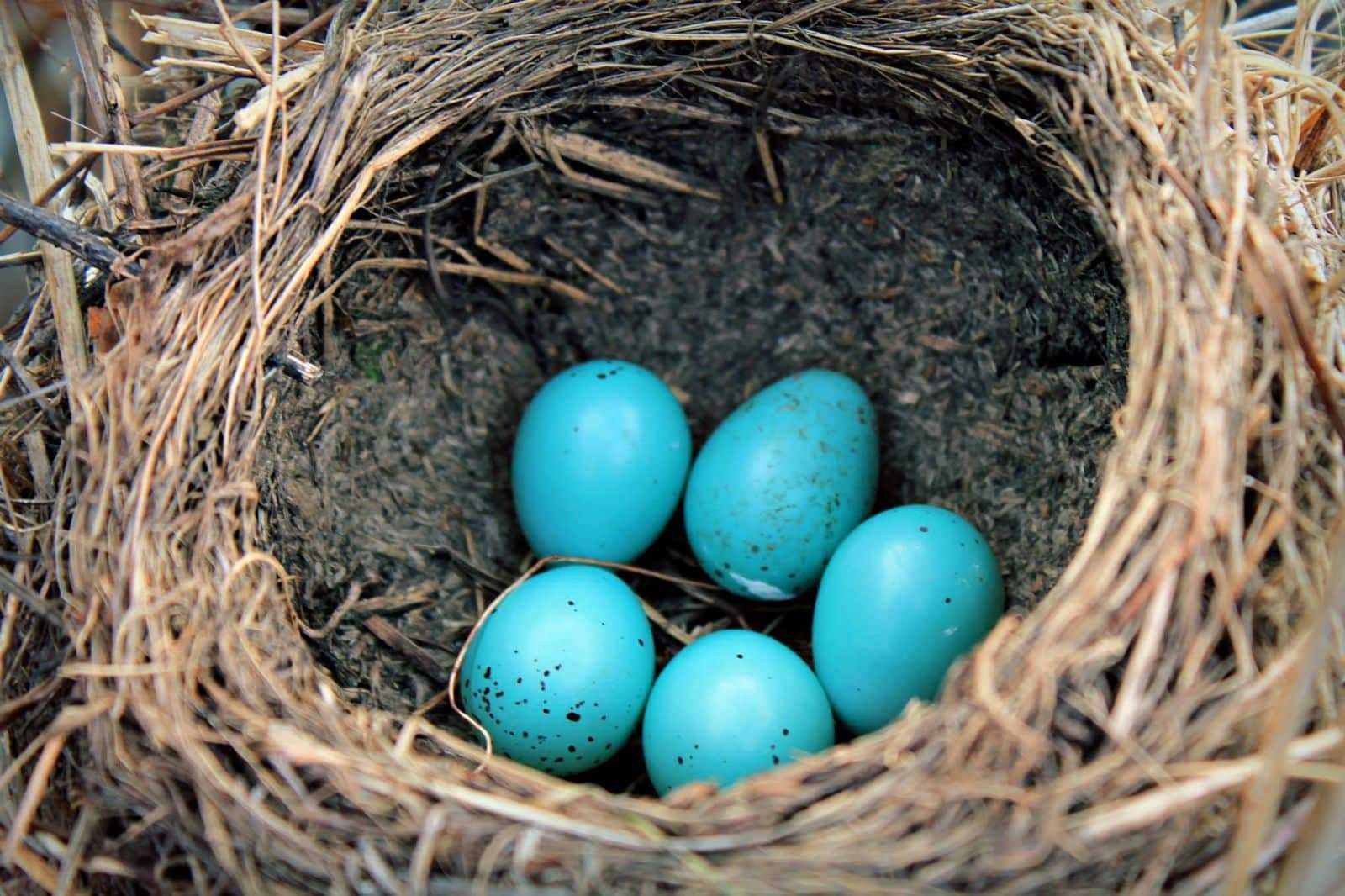 Какие птицы и породы кур несут сине-голубые яйца