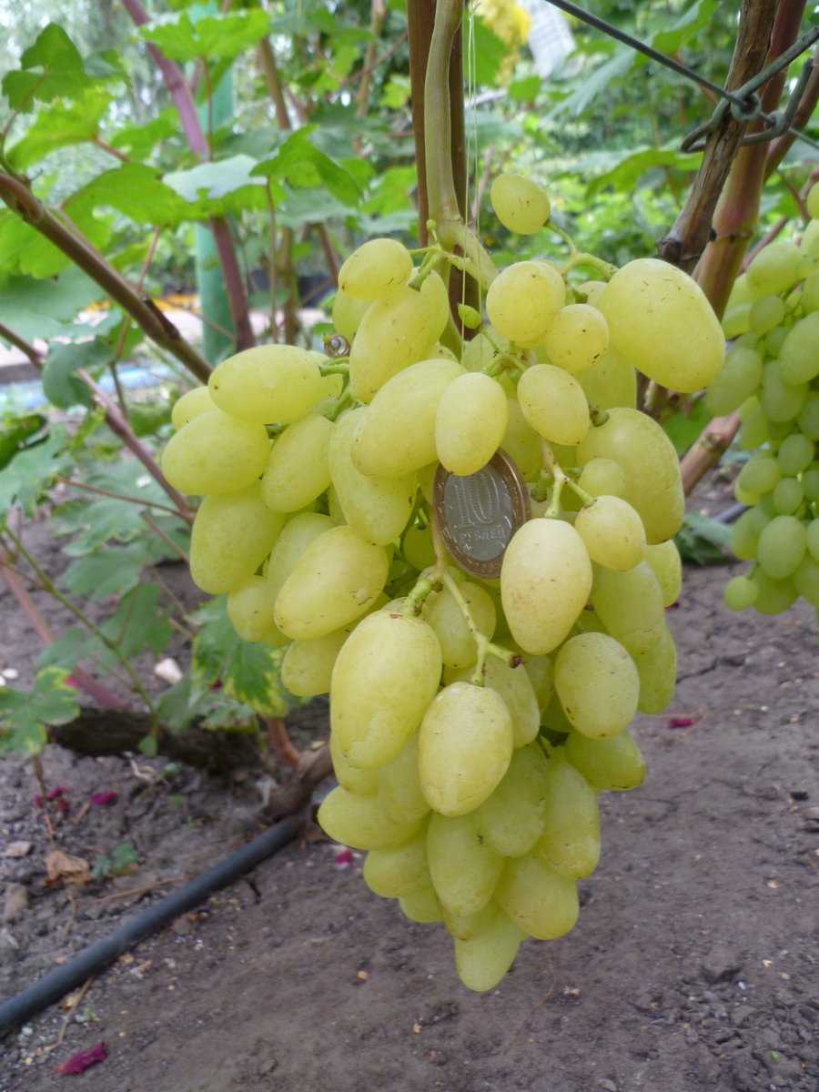 16 лучших сортов винограда для подмосковья и средней полосы