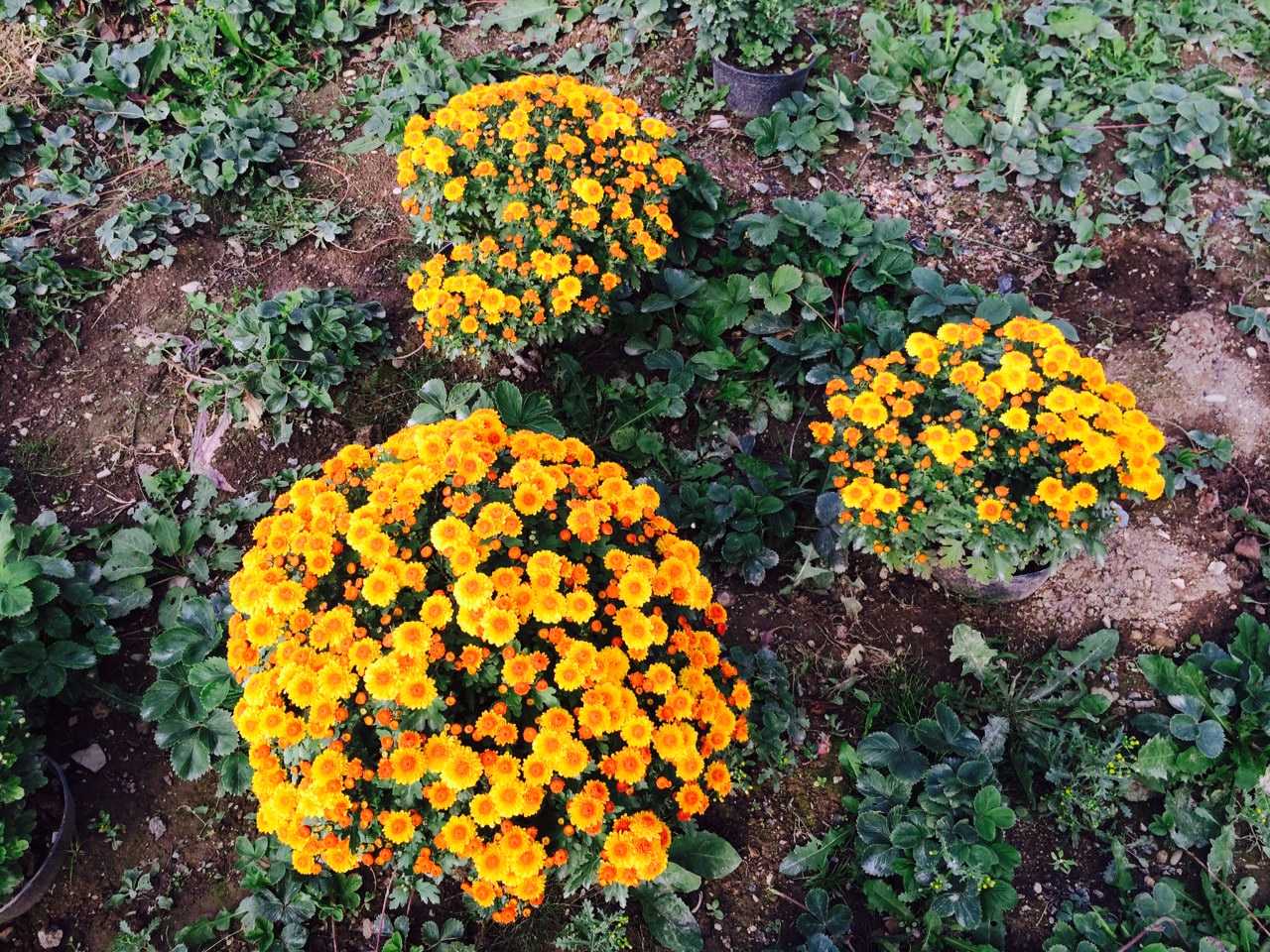 Цветы хризантемы. предлагаем вам сорта и их описание с фото