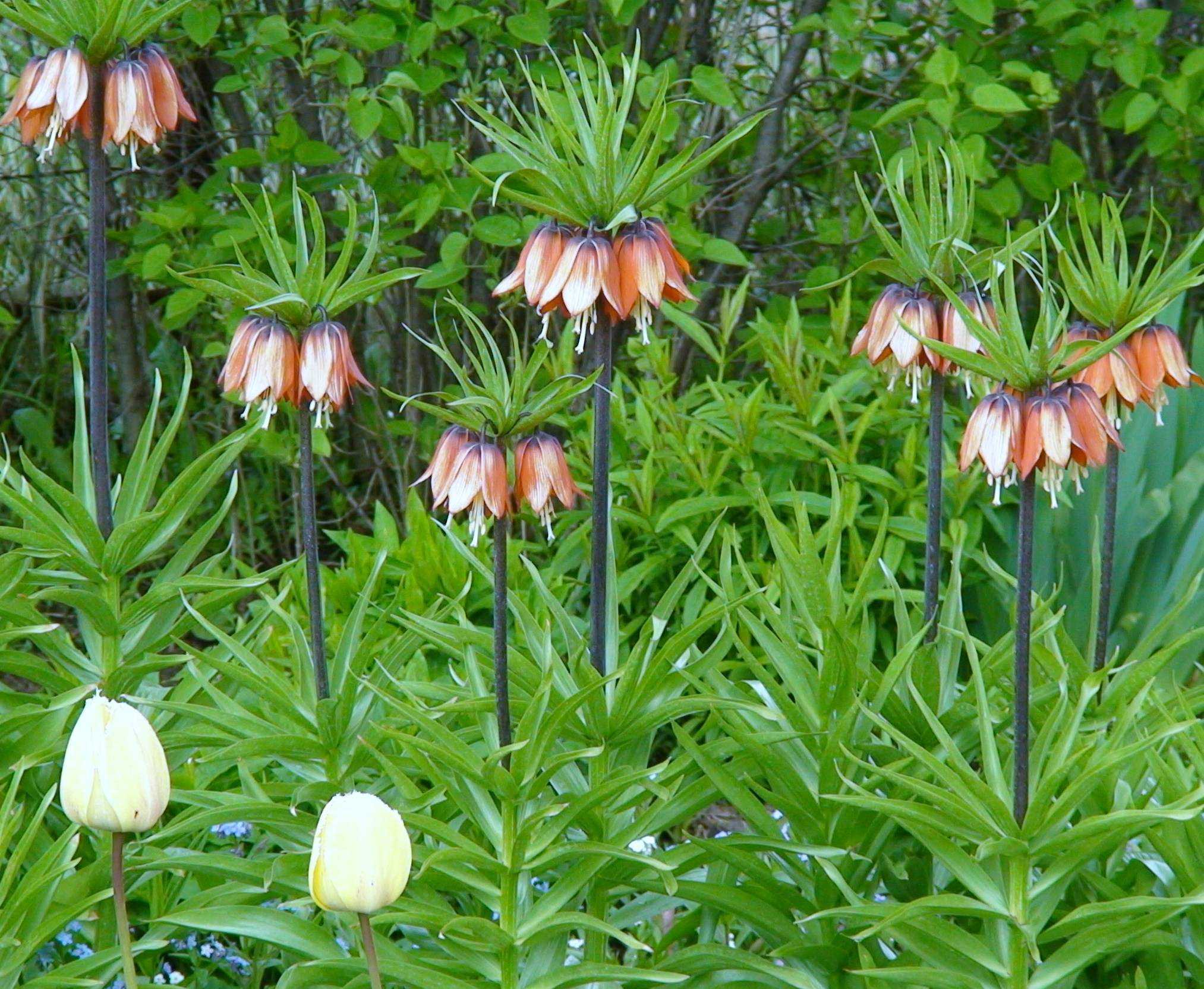 Цветок рябчик императорский: фото, описание, посадка и уход