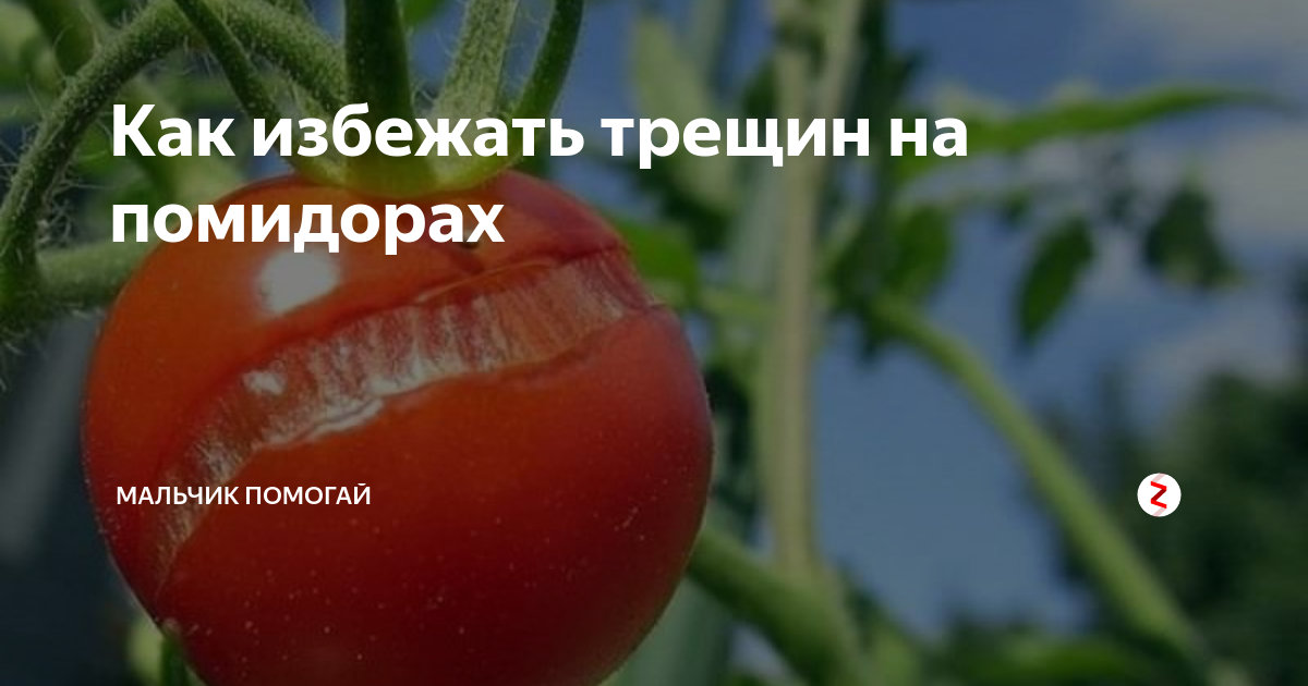 Почему трескаются помидоры при созревании в теплице и в открытом грунте: что делать