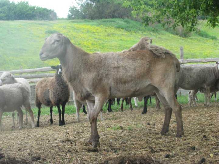 Катумские овцы: описание породы, уход, продуктивность, кормление и размножение