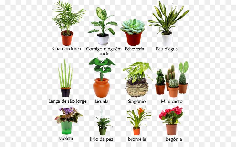 Лучшие виды вьющихся и ампельных комнатных растений в домашнем интерьере. вьющиеся комнатные растения: 31 разновидность с фото и названиями
