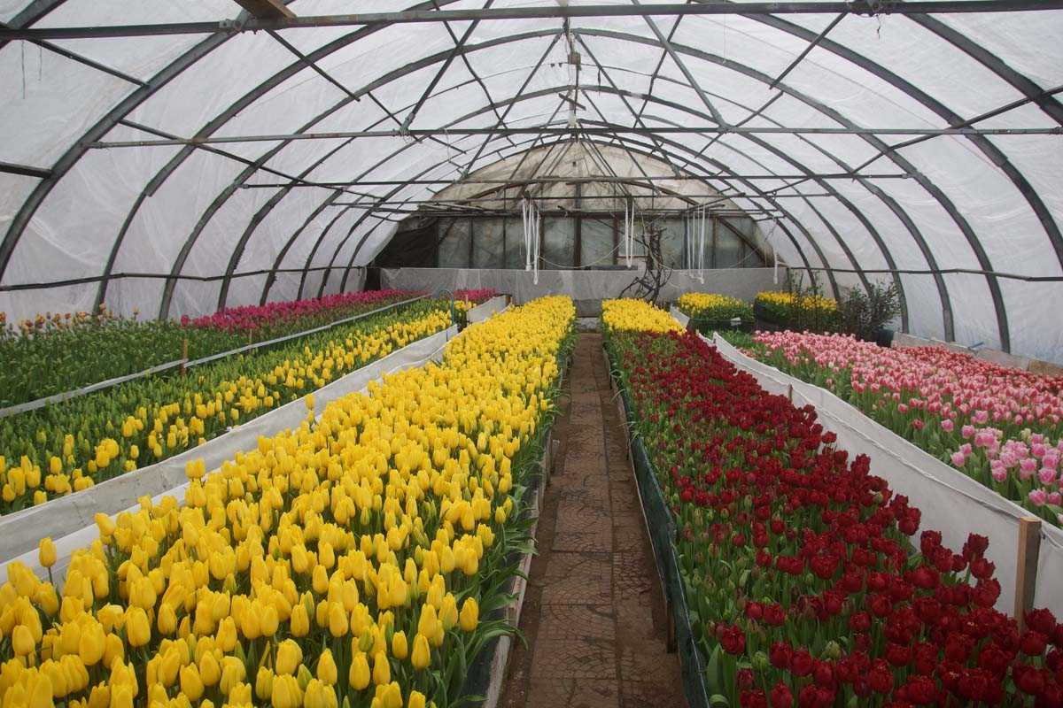 Бизнес на выращивании цветов в теплице (февраль 2022) — vipidei.com
