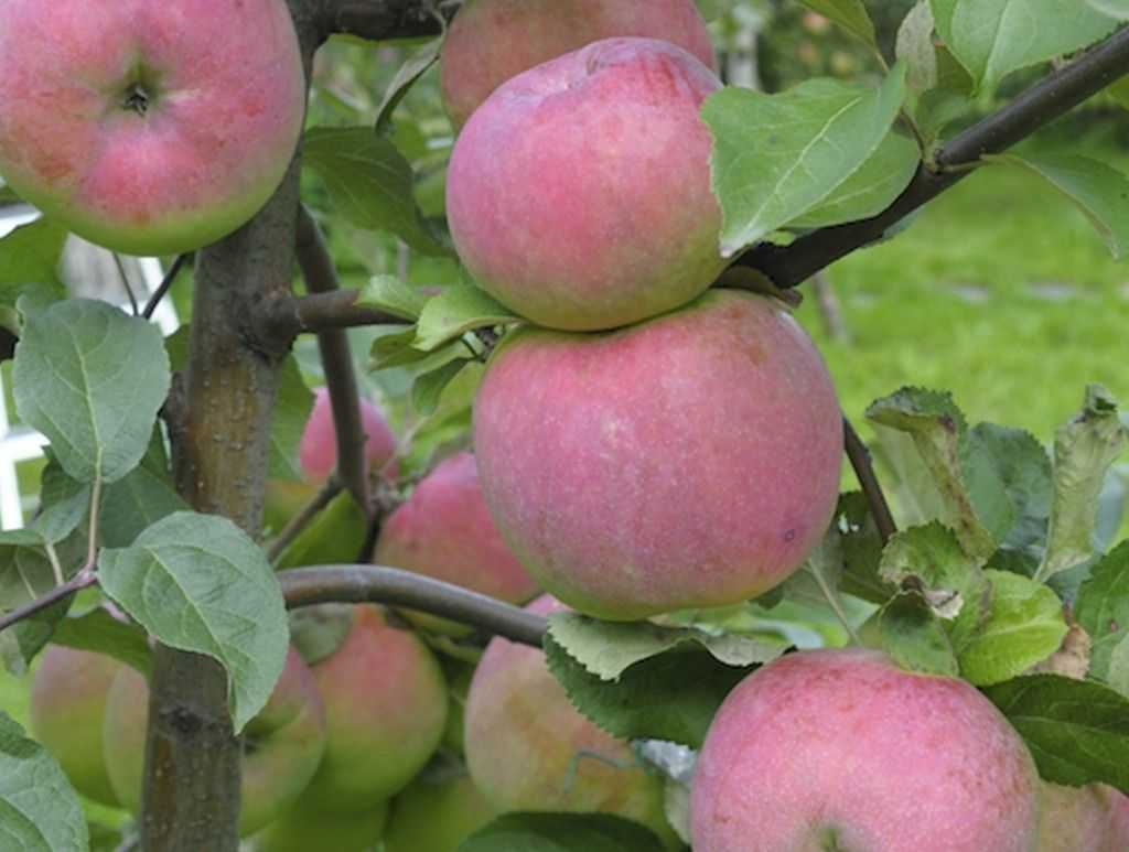 Лучшие 10 сортов яблонь для средней полосы. список названий с описаниями и фото — ботаничка.ru