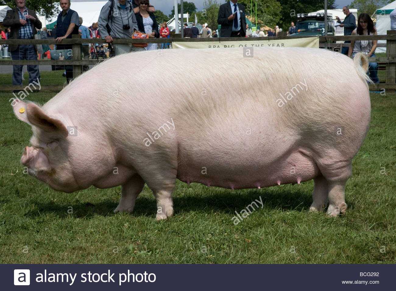 Порода свиней йоркшир – стандарты, условия кормления и содержания 2021