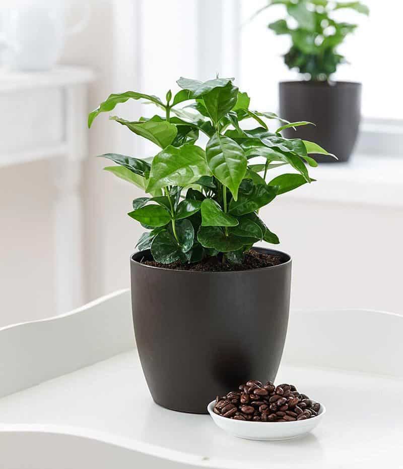 Кофе "арабика" как комнатное растение: выращивание и уход в домашних условиях
