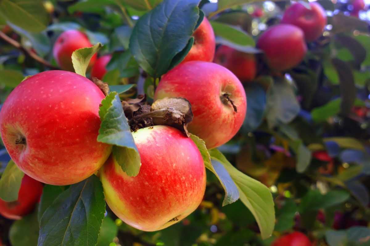 ✅ о яблоне мечта: описание и характеристики сорта, посадка и уход, выращивание