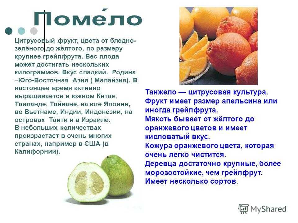 Занимательно о грейпфруте: история, польза, удивительные факты