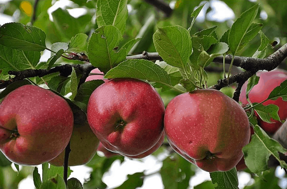 Ранние сорта яблонь: подборка с описанием и характеристиками, достоинства и недостатки, фото яблок