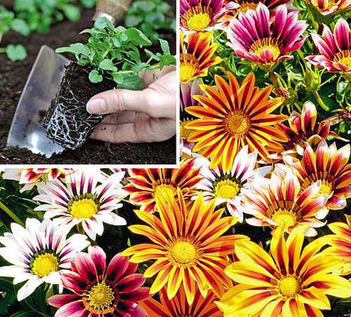 Цветок гацания: фото, описание, выращивание из семян, посадка и уход в открытом грунте :: syl.ru
