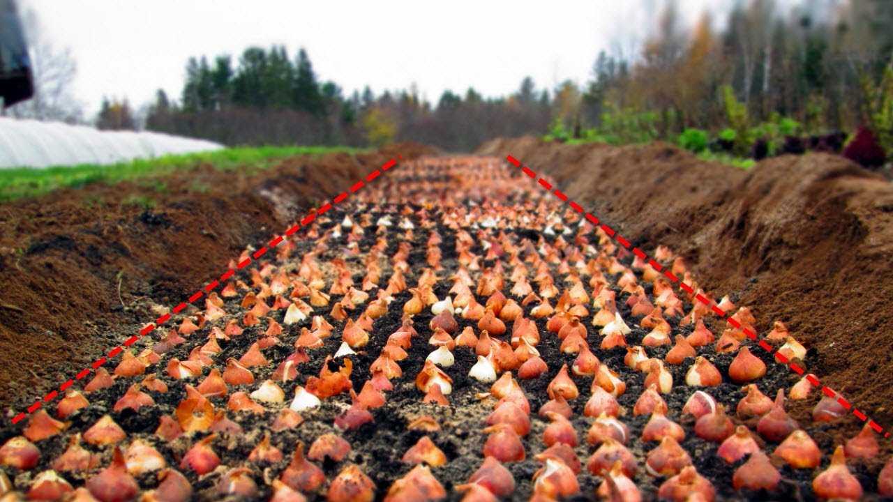 Правила хранения и посадки луковиц тюльпанов в домашних условиях 2022 года
