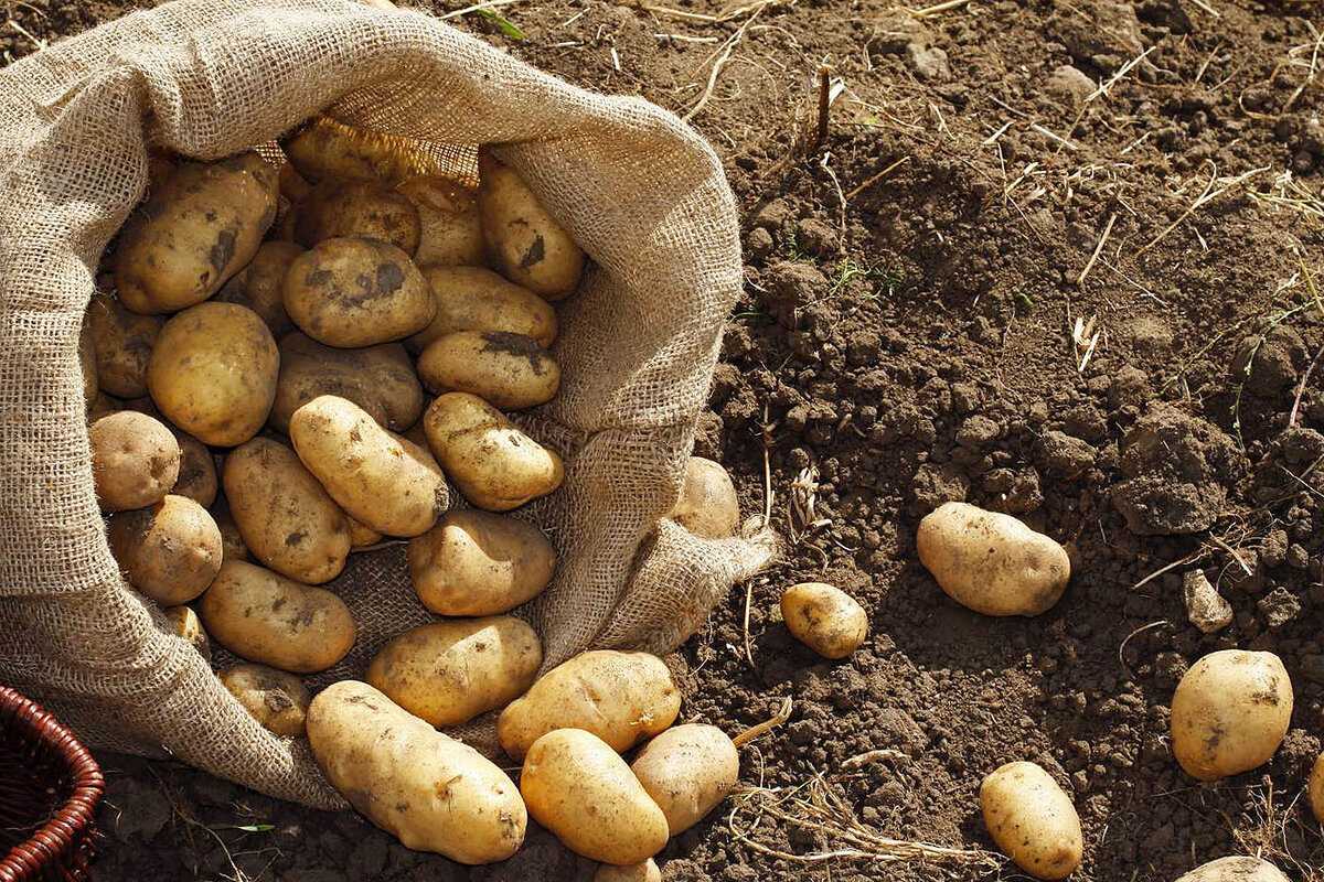 Посадка картофеля в гребни: преимущества, недостатки, технология, подготовка клубней, сроки и схема высаживания, правила ухода, отзывы