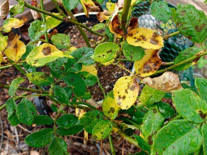 Почему у розы желтеют и опадают листья Характерные симптомы в каждом случае Методы и рекомендации для решения разных проблем
