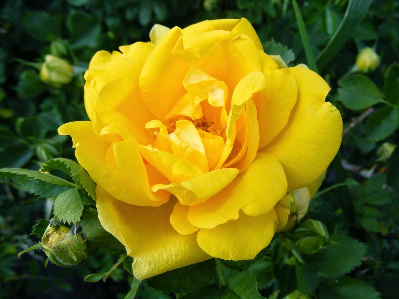 Желтые розы – какие есть виды, популярные сорта цветов разных окрасов, использование в саду. желтые розы – яркие солнышки в саду