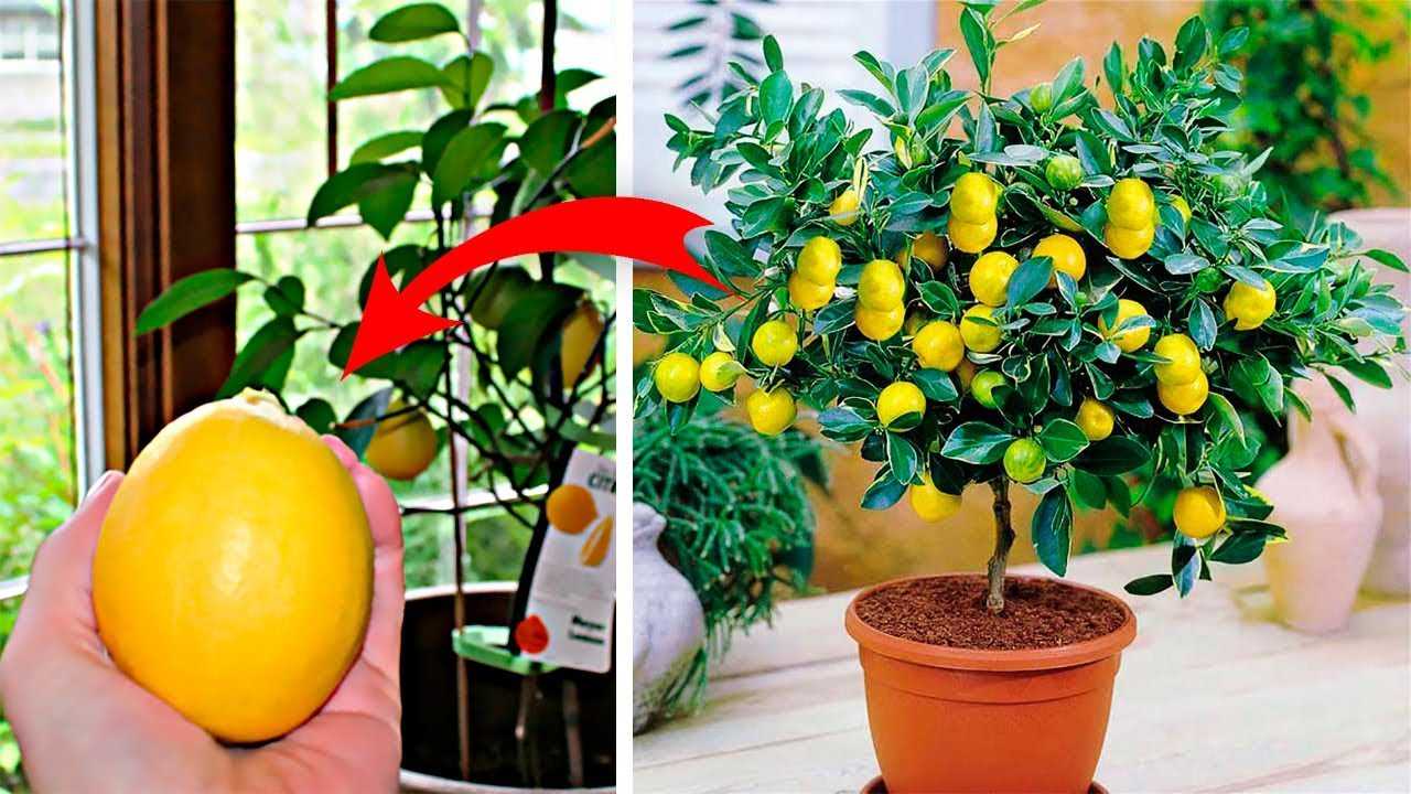Вырастить лимон в домашних условиях с плодами. Сорт Ламас лимон. Лимон дерево дома. Лимон Lemon дерево. Лимонное дерево комнатное.