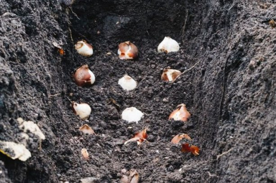 Время и этапы высадки луковиц тюльпанов перед зимой - когда и как