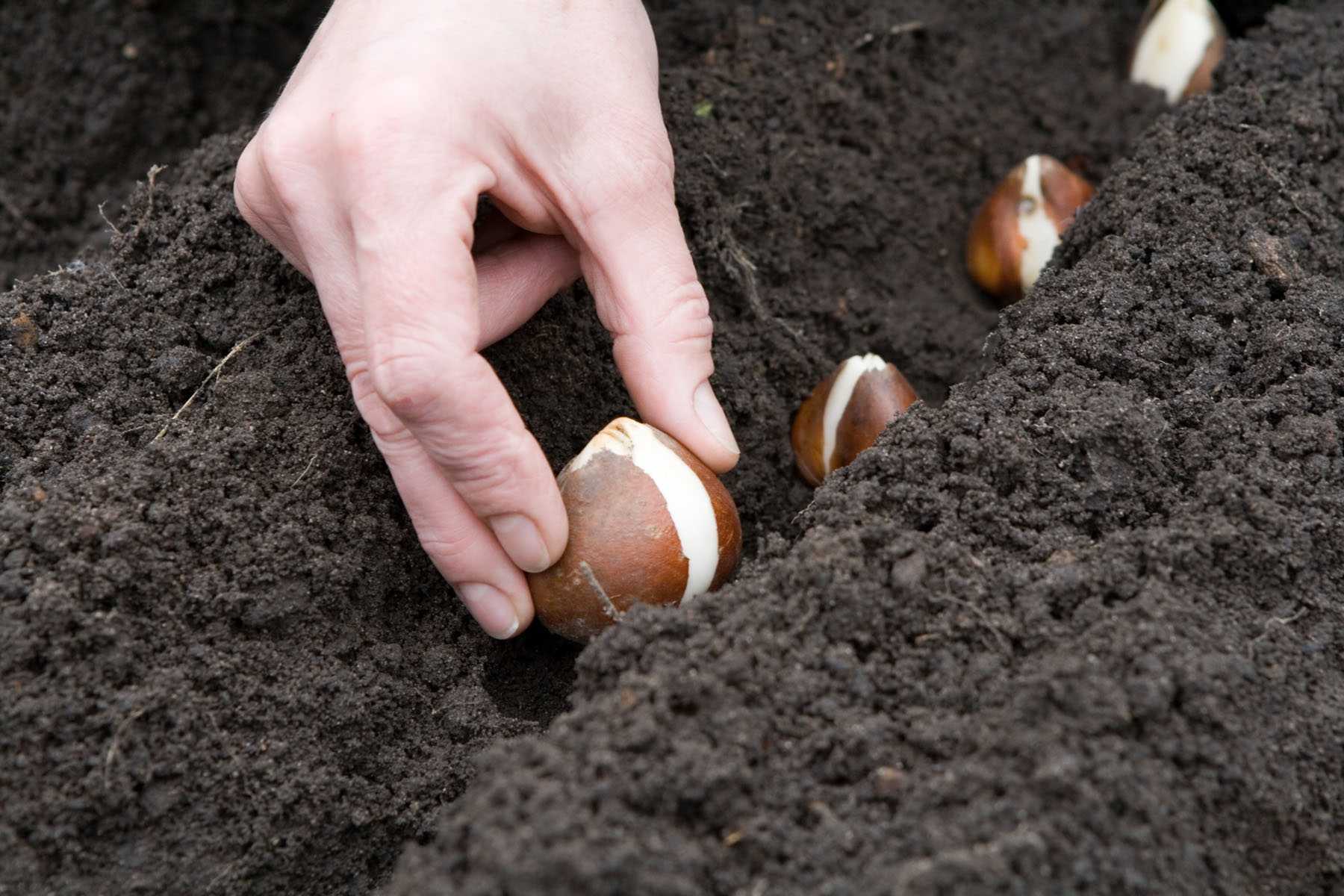 Как правильно сажать семена тюльпанов | cельхозпортал