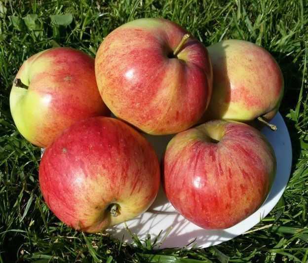 Сорт яблок штрейфлинг: описание, фото, отзывы садоводов