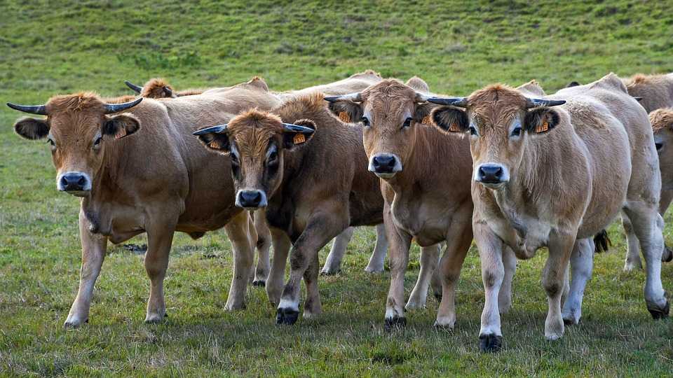 Коровье молозиво — польза и вред, приготовление и рецепты