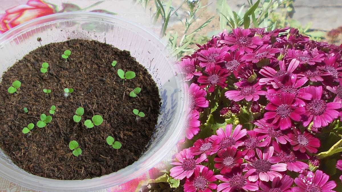 Цинерария серебристая – секреты самостоятельного выращивания и уход в открытом грунте