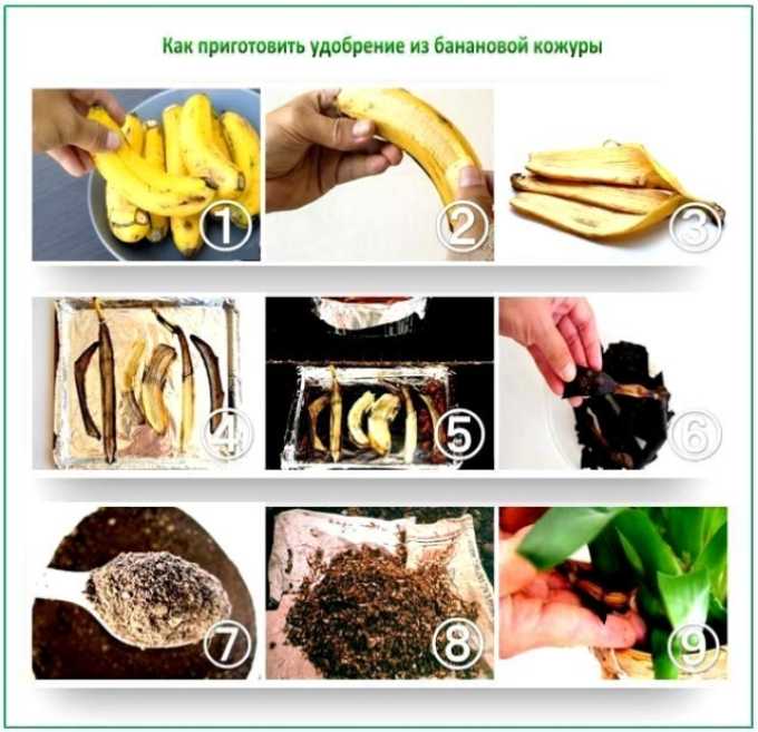 Удобрение из банановой кожуры для комнатных растений: польза