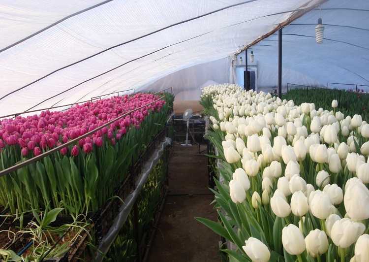 Как правильно выращивать тюльпаны к 8 марта в теплице - сад и огород
